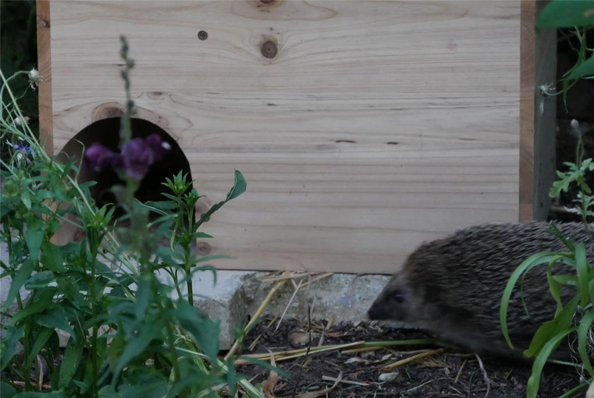 "Jeden Abend können wir den Igel vor seinem Igelhaus beobachten", sagt Mirjam Kr...