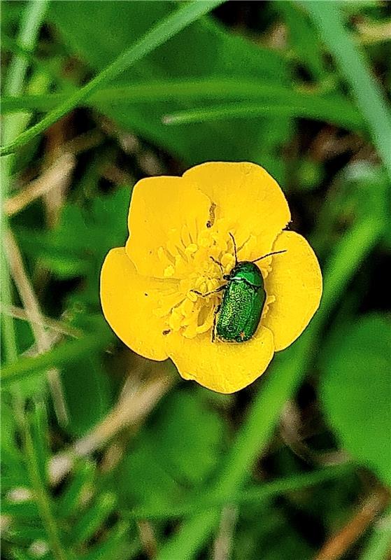 Jeder nach seinem Sinn wählt seiner Freuden Ort Der Rosenkäfer hier und der Mist...