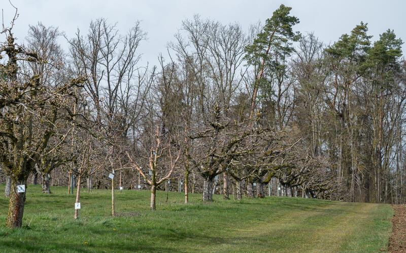 Jenseits der Kreisgrenze nahe der Deckenpfronner Obstanlage soll eine Windkraftanlage errichtet werden. GB-Foto: Vecsey