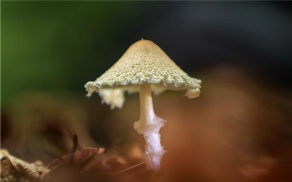 Jetzt schießen sie wie Pilze aus dem Boden (hat auch Natalie Politz aus Hildrizhausen entdeckt)