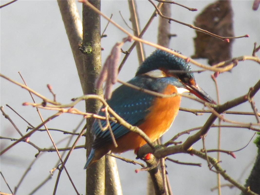 Joachim Braitmayer aus Gültstein hat den Besuch eines Eisvogels im Garten festge...