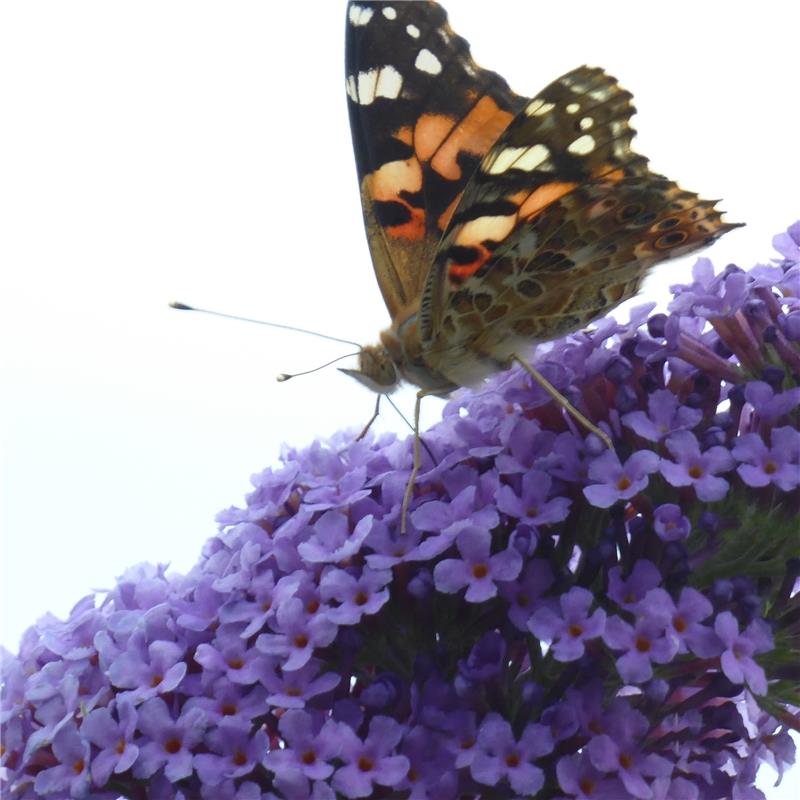 Joachim Senf aus Jettingen stellt fest, dass zur Sommerzeit der Schmetterlingsfl...