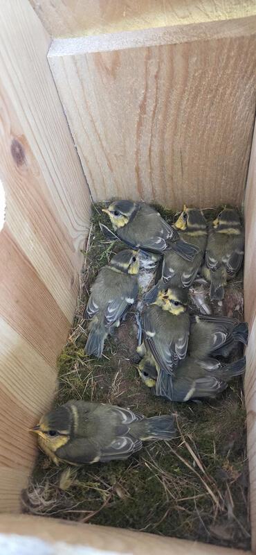 Junge Blaumeisen im selbst gebauten Nistkasten auf unserem Hof.  Von Annemarie S...