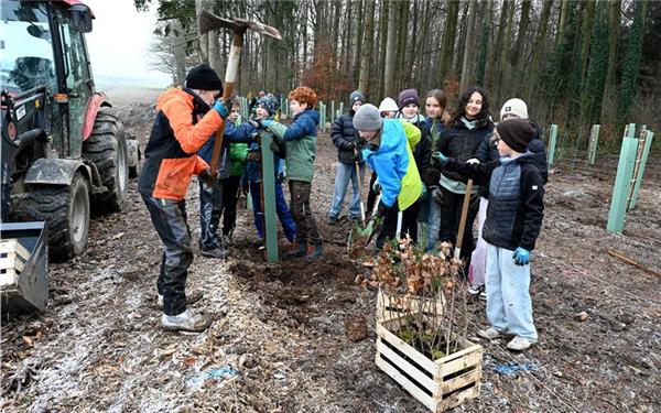 Junge Leute pflanzen junge Bäume (gesehen bei Öschelbronn mit Schülern der Jerg-Ratgeb-Realschule) GB-Foto: Holom