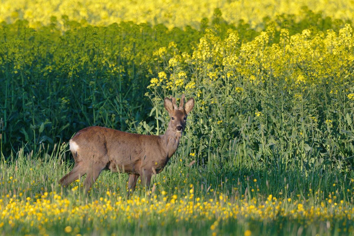 Junger Rehbock am Rapsfeld.  Von Erich Tomschi aus Mötzingen.