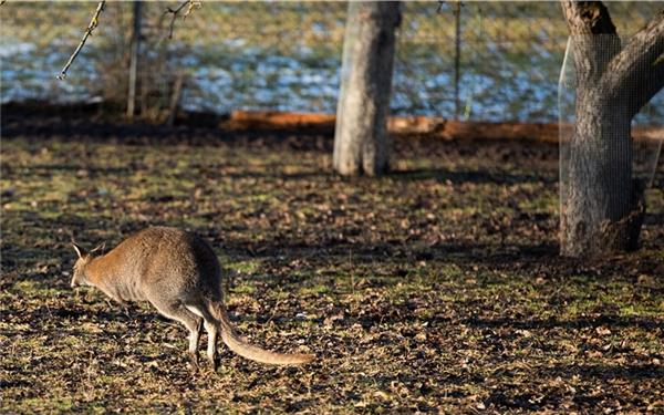 Kängurus leben normalerweise in AustralienGB-Foto (Archiv): Schmidt
