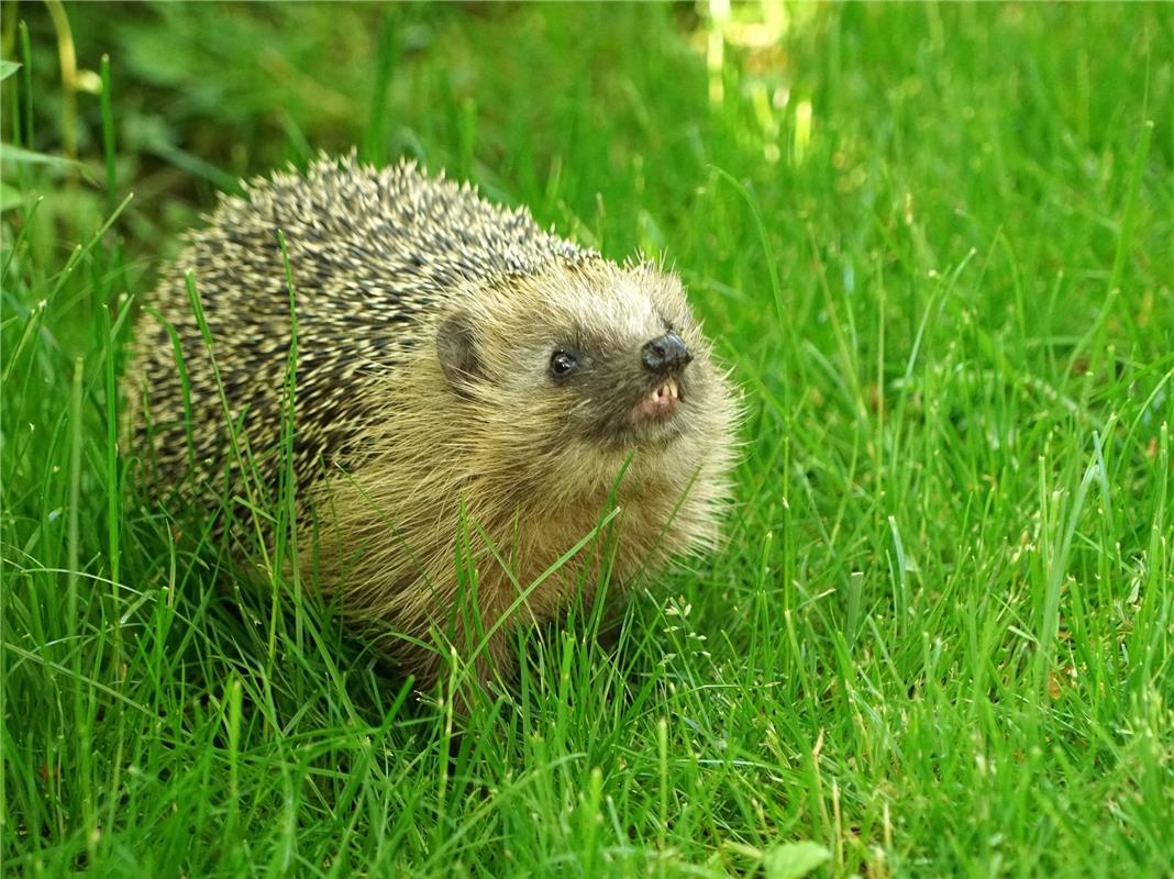 "Kann ein Igel auch lächeln oder stehen die Zeichen gar auf Attacke? Nach ein pa...