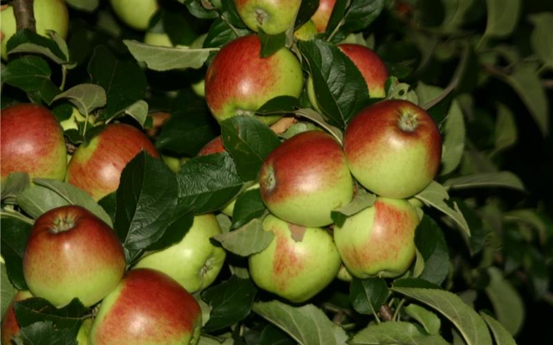 Von Berlepsch, Brettacher und Boskop Kardinal Bea