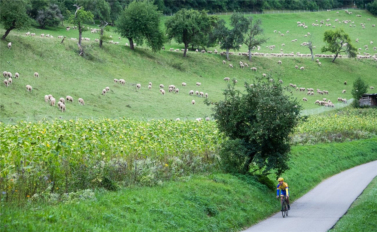 Karl Friesch Öschelbronn Bergzeitfahren Wildberg 8 / 2020 Foto: Schmidt