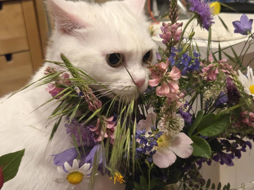 Katze Smilla im Blumenglück.  Von Gundula Kleinert aus Herrenberg.