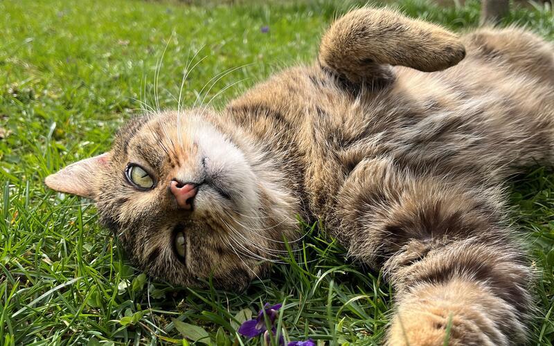 „Gäubote“-Leser präsentieren zum Weltkatzentag die Fotos ihrer Stubentiger
