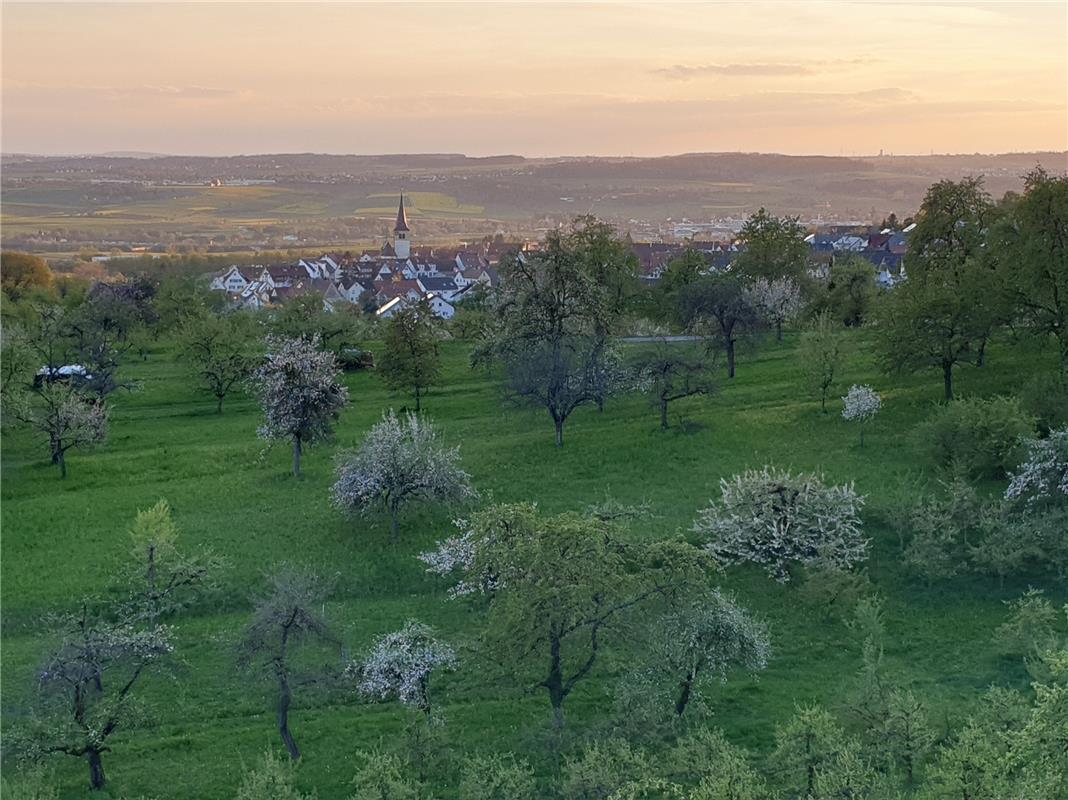 Kayh in der Abendsonne mit Blütenmeer, festgehalten von UlrikeHätinger. 