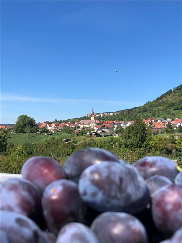 Kayher und Mönchberger Kirche bei der Zwetschgenernte im Blick. Von Cornelia Rin...