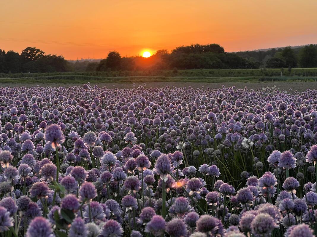 Kein Lavendel, Schnittlauch.  Von Nicole Mönig aus Gäufelden.