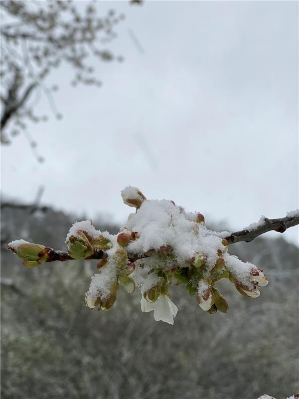 Kirschblüte im Schneemantel in Mönchberg, verewigt in diesem Foto von Heike Mais...