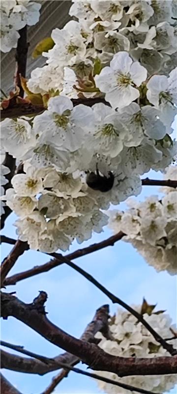 Kirschblüte in Kayh, so schön und lecker.  Von Ulrike Hätinger aus Herrenberg.