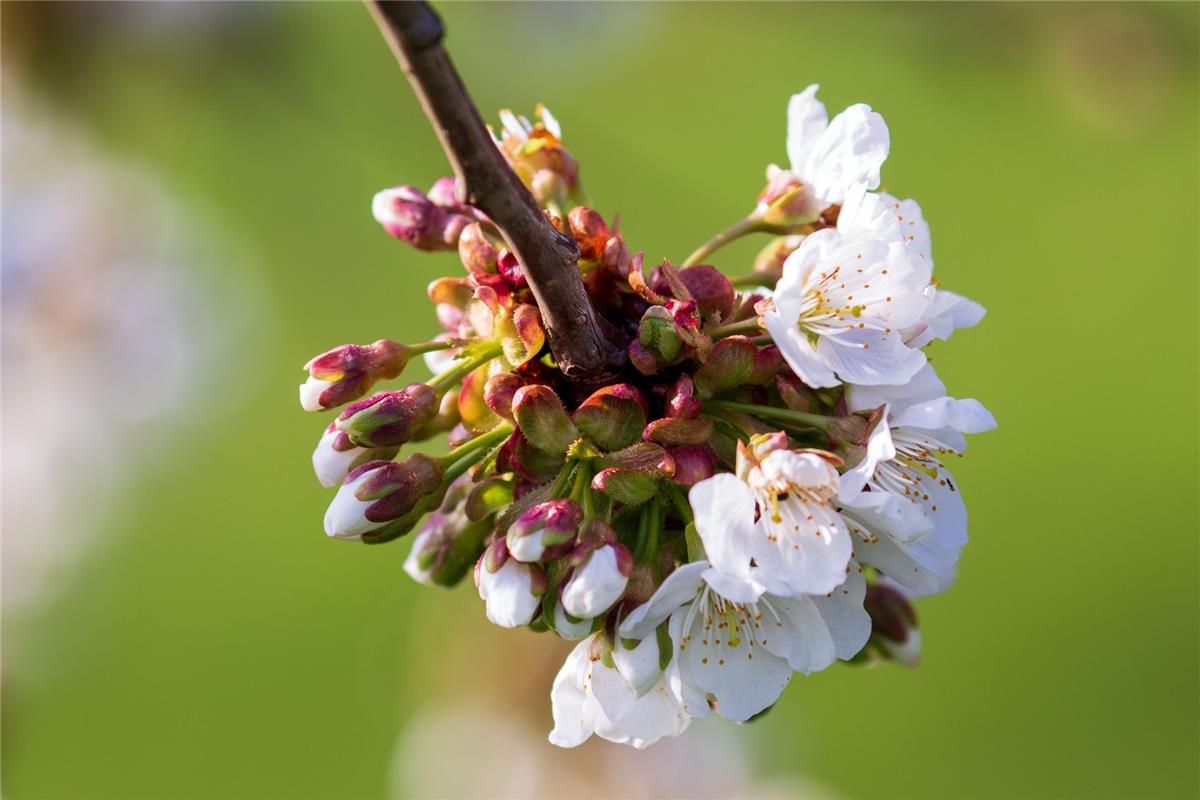 Kirschblüte in Mönchberg, festgehalten von Gabi Brenner aus Herrenberg