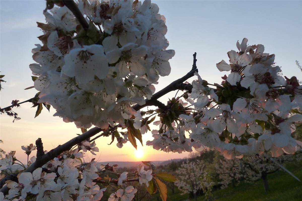 Kirschblüten im Sonnenuntergang. Von Cornelia Rinkert aus Herrenberg-Mönchberg.