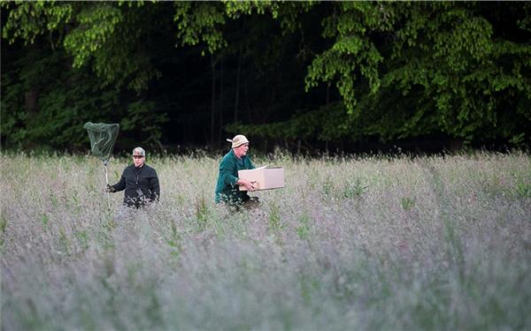 Kitzrettung auf einer Nebringer Wiese: Hartmut Egeler (rechts) und Benjamin Gaiser suchen nach jungen Rehen.GB-Fotos: Schmidt