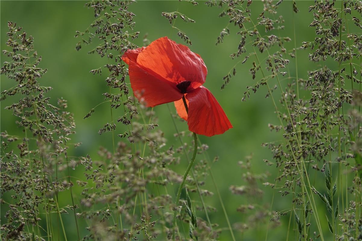 Klatschmohn in der Wiese. Eckbert Kaiser aus Hailfingen hat dieses Foto gemacht....