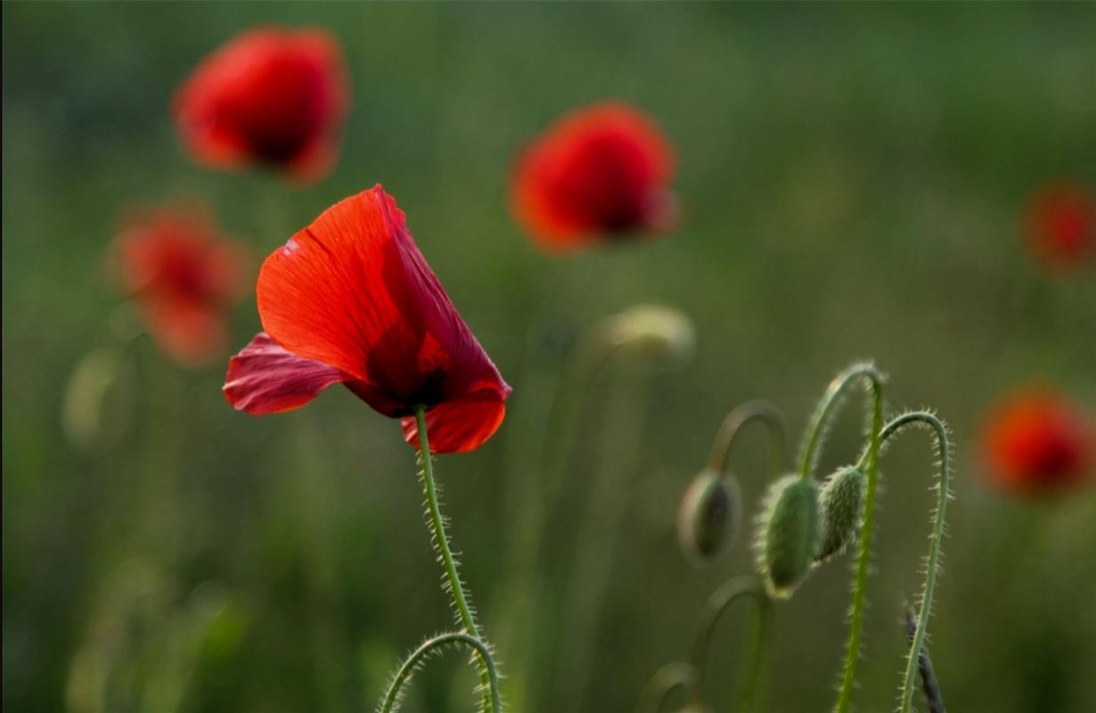 Klatschmohn. Von Natalie Politz aus Hildrizhausen.