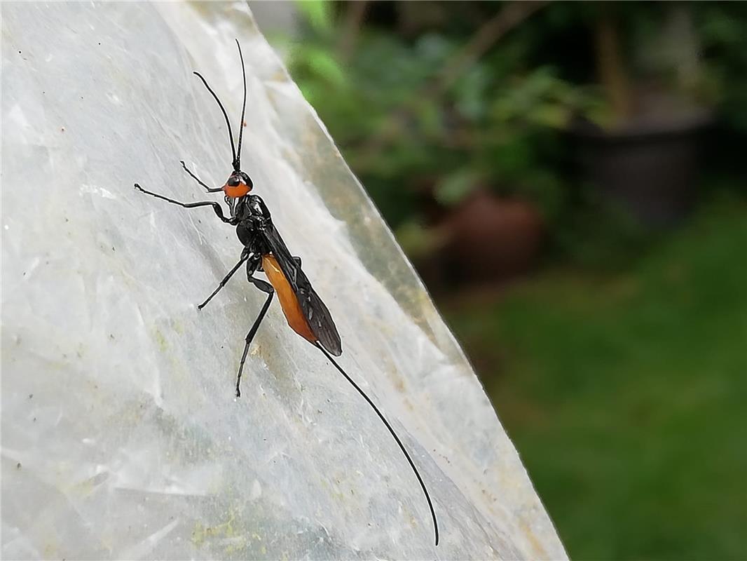 Klaus Glaser hatte in seinem Garten in Altingen Besuch von diesem Insekt.