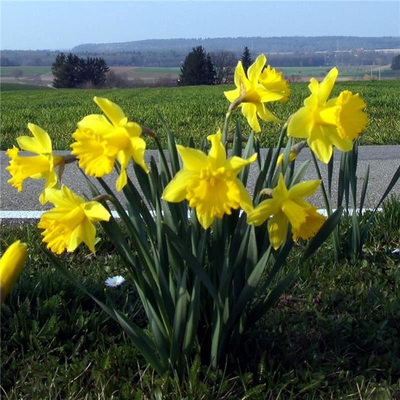 Klaus Pfisterer aus Herrenberg hat in Hildrizhausen diese Blumen am Radweg geseh...