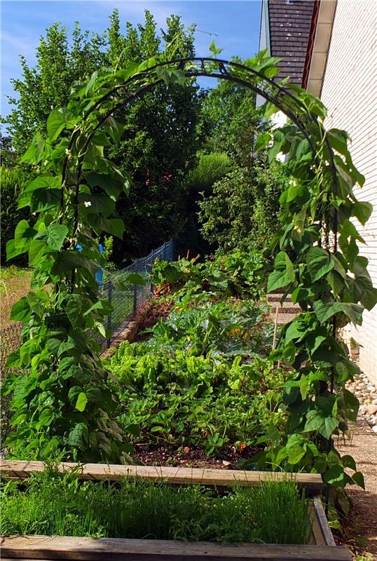 Klaus Pfisterer hat  in Oberjesingen diesen Arc de Haricots, einen Bohnenbogen, ...