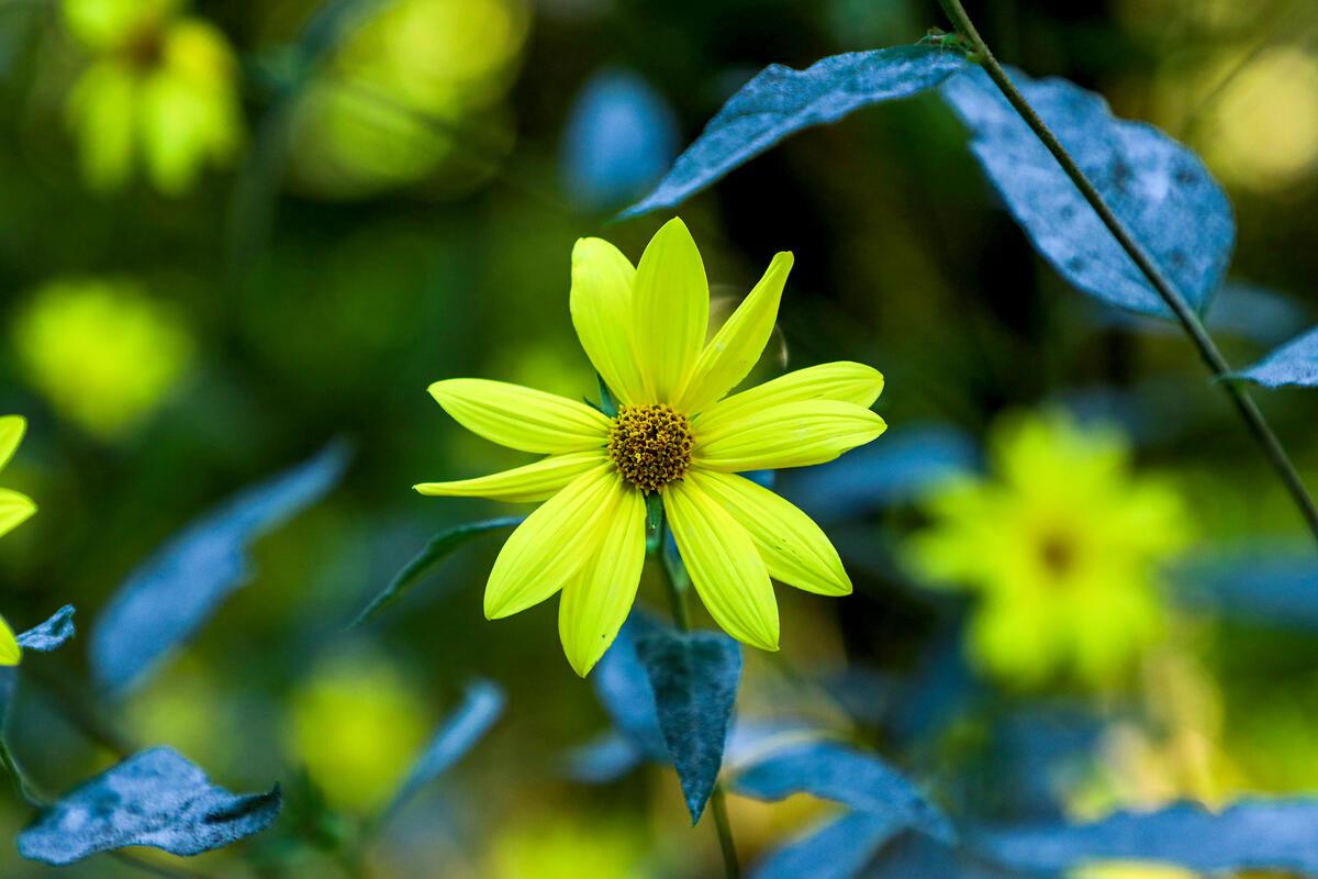 Kleinblütige Sonnenblume ...  Von Natalie Politz aus Hildrizhausen.