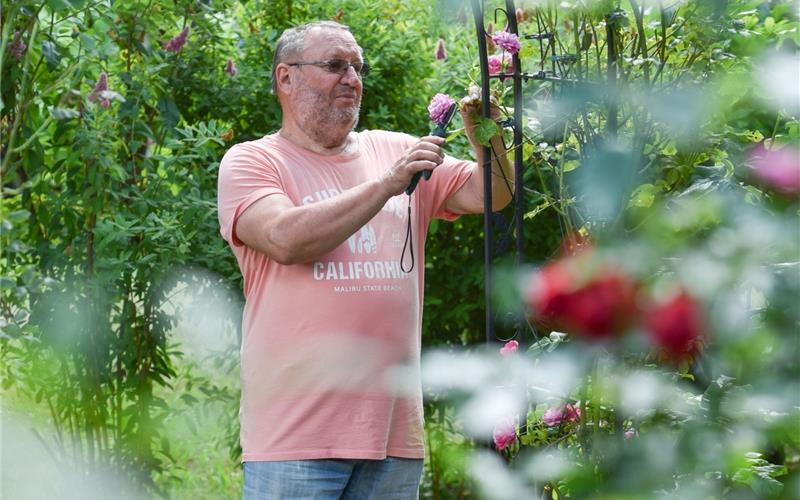 Kleingartenanlage „Röte“: Pächter Franz-Josef Breitenbach hegt und pflegt seine Rosen. GB-Foto: Vecsey