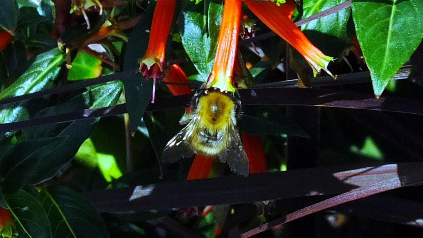 "Köcherblume" oder "Zigarettenblume" – Hauptsache der Nektar schmeckt! Fotografi...