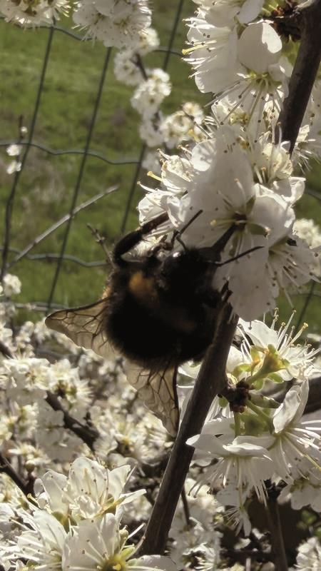 Kommt die Hummel in den Garten kanns die Pflanze kaum erwarten!  Von Kurt Supper...