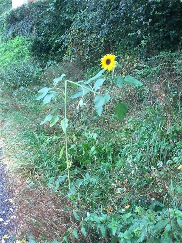 Kopf hoch! - auch wenn du mal geknickt bist. Die Sonnenblume macht es uns vor. D...