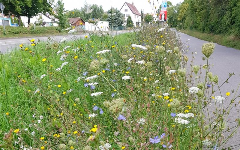 8500 Quadratmeter Blühflächen angelegt Kreis Böblingen – 2020 startete das Projekt „Insektenfreundliche Kommune“, initiiert und organisiert durch den Landschaftserhaltungsverband Böblingen (LEV), den Landkreis Böblingen und den fünf Gemeinden Bondorf, Deckenpfronn, Mötzingen, Jettingen und Weissach. Ziel ist, vielfältige Insektenschutzmaßnahmen im innerstädtischen Raum umzusetzen. Dazu fanden neben Infoveranstaltungen zur insektenfreundlichen Gartengestaltung und einem Umweltbildungsangebot für Kindertagesstätten auch Schulungen für Bauhöfe statt. Insgesamt 16 Bauhöfe informierten sich über Anlage und Pflege von kommunalen Grünflächen. Die Schulung war gleichzeitig Voraussetzung dafür, kostenloses, gebietsheimisches Saatgut über den LEV zu beziehen. Auch Privatpersonen konnten kostenlos Saatgut bekommen, um das Nahrungsangebot für Insekten in ihren Gärten und Balkonen zu erhöhen. Auf diesem Weg wurde Samen für über 8500 Quadratmeter Blühfläche ausgegeben. Das entspricht einer Fläche, die größer ist als ein Fußballfeld. 2023 geht das Projekt bereits ins vierte Jahr. Über geplante Aktionen und Mitmachmöglichkeiten informiert der LEV unter www.levbb.de online. gb/GB-Foto: gb