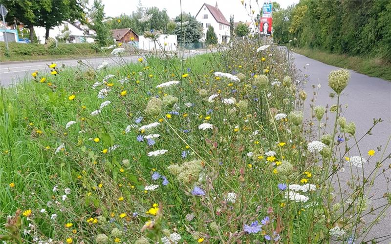 Kreis Böblingen – 2020 startete das Projekt „Insektenfreundliche Kommune“, initiiert und organisiert durch den Landschaftserhaltungsverband Böblingen (LEV), den Landkreis Böblingen und den fünf Gemeinden Bondorf, Deckenpfronn, Mötzingen, Jettingen und Weissach. Ziel ist, vielfältige Insektenschutzmaßnahmen im innerstädtischen Raum umzusetzen. Dazu fanden neben Infoveranstaltungen zur insektenfreundlichen Gartengestaltung und einem Umweltbildungsangebot für Kindertagesstätten auch Schulungen für Bauhöfe statt. Insgesamt 16 Bauhöfe informierten sich über Anlage und Pflege von kommunalen Grünflächen. Die Schulung war gleichzeitig Voraussetzung dafür, kostenloses, gebietsheimisches Saatgut über den LEV zu beziehen. Auch Privatpersonen konnten kostenlos Saatgut bekommen, um das Nahrungsangebot für Insekten in ihren Gärten und Balkonen zu erhöhen. Auf diesem Weg wurde Samen für über 8500 Quadratmeter Blühfläche ausgegeben. Das entspricht einer Fläche, die größer ist als ein Fußballfeld. 2023 geht das Projekt bereits ins vierte Jahr. Über geplante Aktionen und Mitmachmöglichkeiten informiert der LEV unter www.levbb.de online. gb/GB-Foto: gb