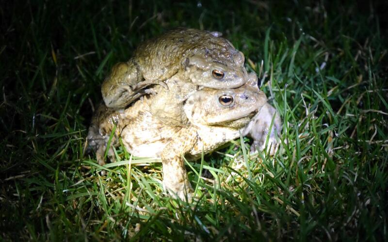 Kröten, Frösche und Co. machen sich dieser Tage wieder auf die Wanderung. Was mit der einen oder anderen Straßensperrung verbunden ist. GB-Foto (Archiv): gb