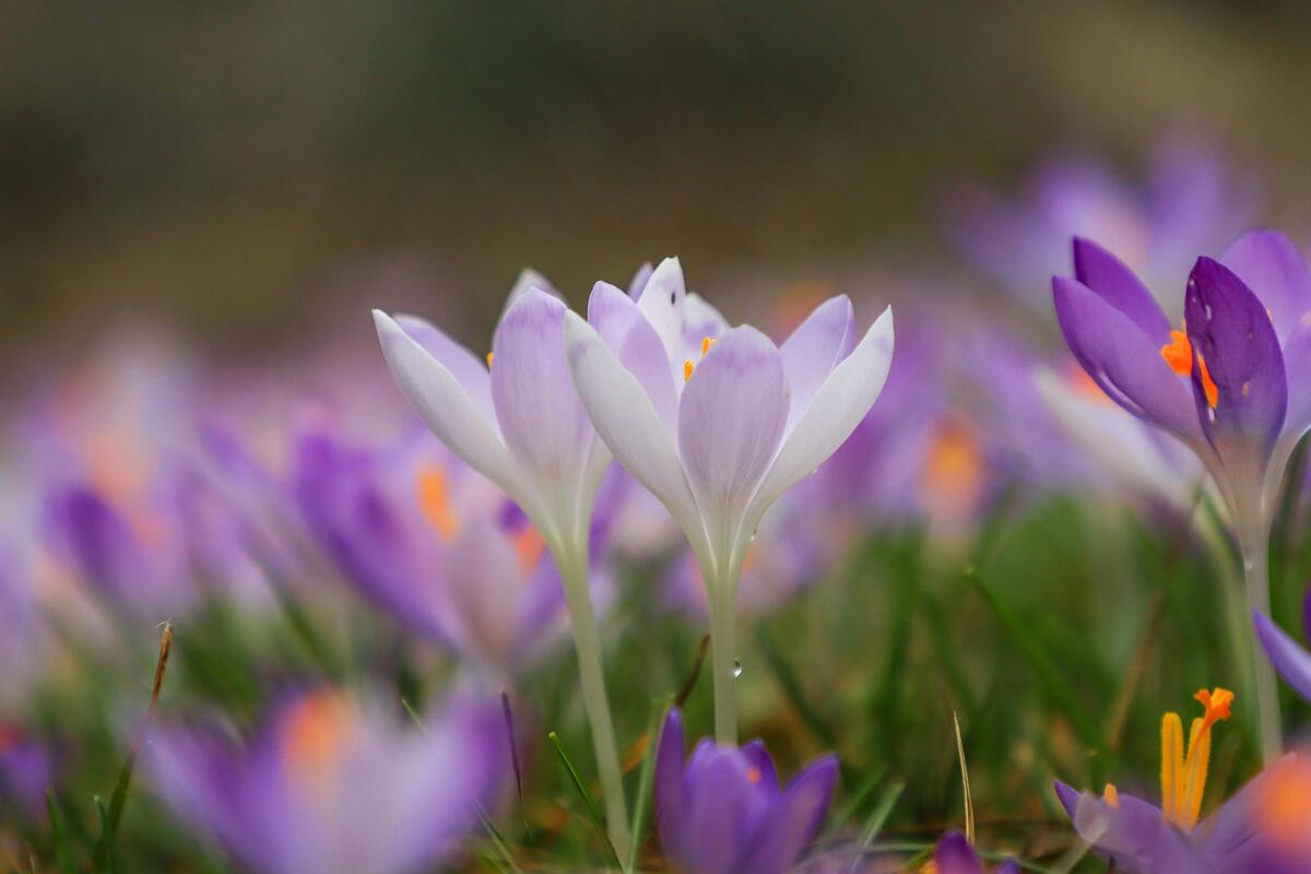 Krokusse.  Von Natalie Politz aus Hildrizhausen.