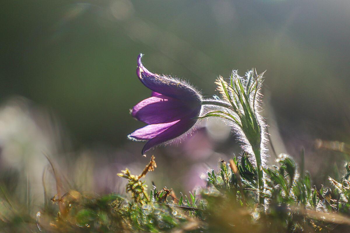 Küchenschelle im Abendlicht ...  Von Natalie Politz aus Hildrizhausen.