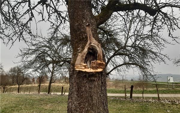 Kunst am Baum fasziniert bei Kuppingen