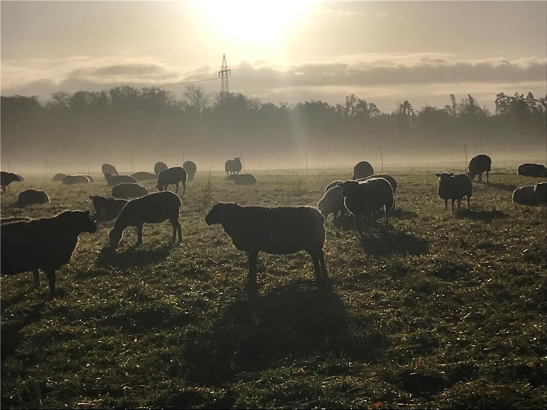 Kuppinger Morgenatmosphäre... Von Wilfried Bach aus Herrenberg.