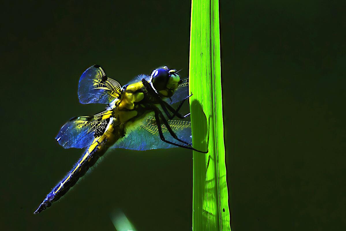 Kurze Verschnaufpause. Vierfleck (Libellula quadrimaculata).  Von Roman Pohl aus...