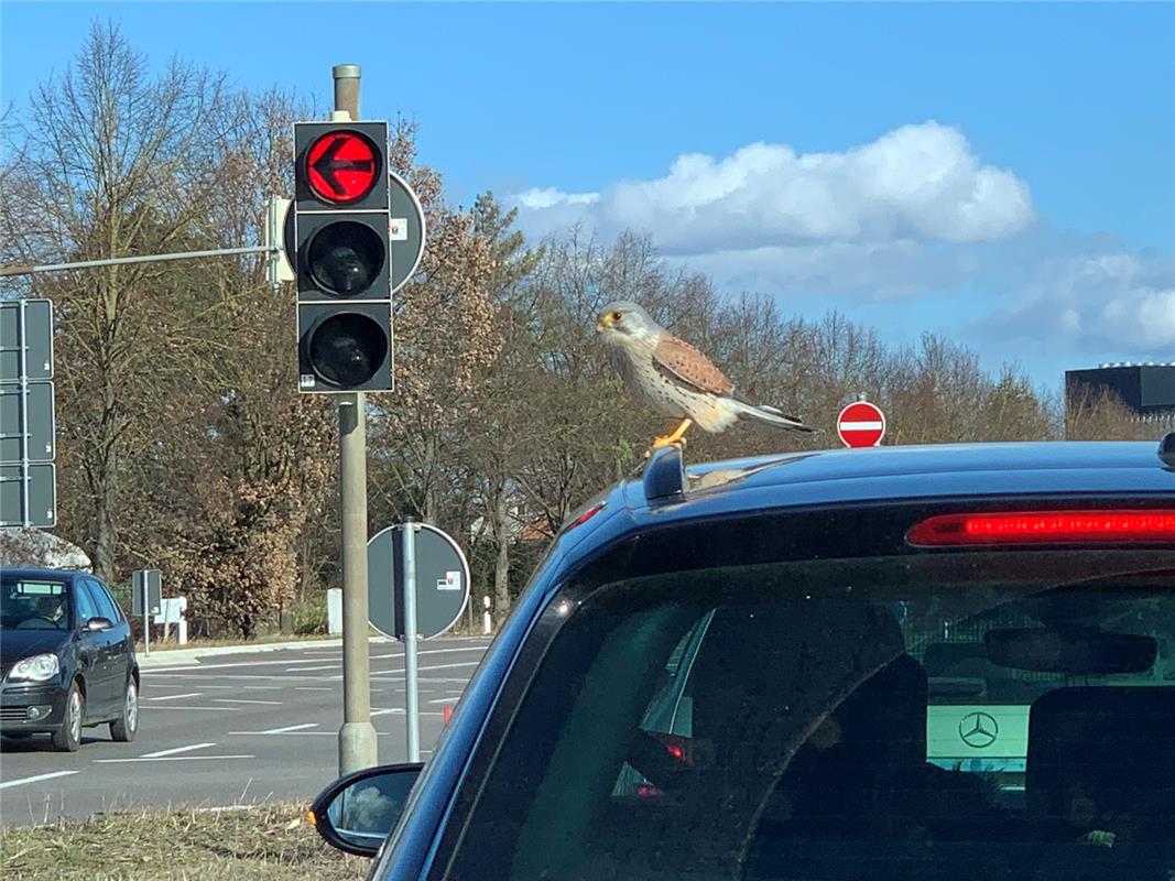 Kurzer Zwischenstopp eines gefiederten Freundes an der roten Ampel. Von Thomas H...