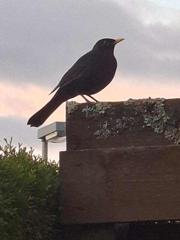Lasst uns fröhliche Lieder singen.  Von Maria Weisse aus Herrenberg.