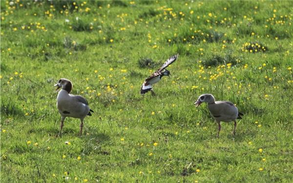 Lautstarker Nachbarschaftsstreit zwischen Kiebitz und Nilgans (gesehen in Rohrau) GB-Foto: Bäuerle