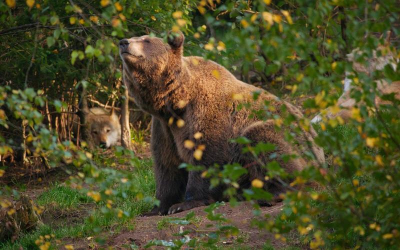 Leben wieder in der Natur: Bären und andere Wildtiere. GB-Foto: Alternativer Wolf- und Bärenpark Schwarzwald
