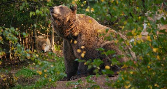 Leben wieder in der Natur: Bären und andere Wildtiere. GB-Foto: Alternativer Wolf- und Bärenpark Schwarzwald