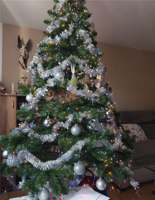 „Lebendiger Christbaumschmuck, aber gut versteckt (Katze)!“  Von Hildegard Roßma...