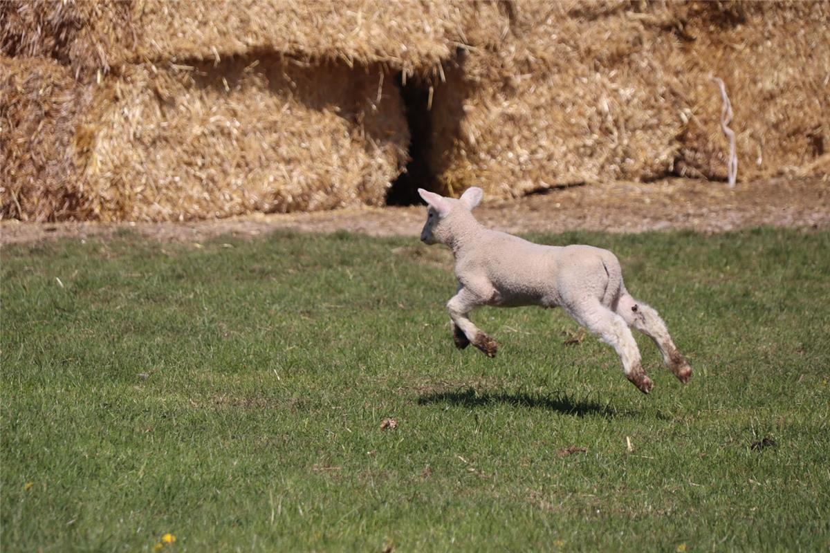 Lebensfreude pur hat die Herrenbergerin Gundula Kleinert am Schafhof bei Gäching...