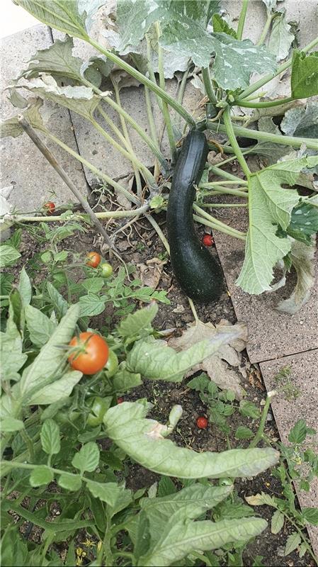 Leckeres Gemüse im eigenen Garten von Sabine Humm aus Kuppingen.