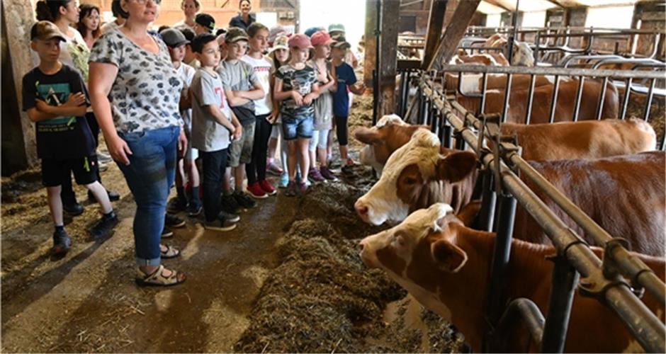 Lernort Bauernhof: Mötzinger Grundschüler begleiten Landwirtin Heidi Haag (vorn) in den Kuhstall GB-Foto: Holom